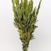 Amaranthus