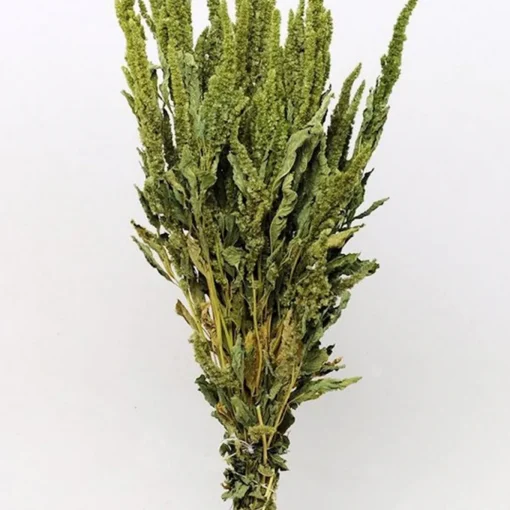 Amaranthus
