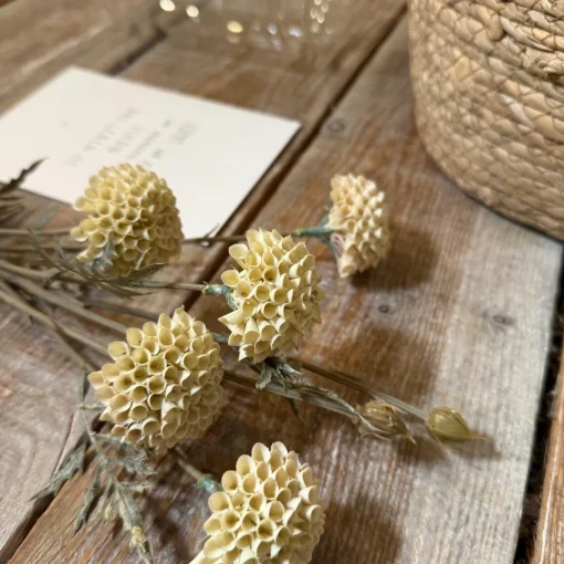 Chrysanthemenzweig Creme