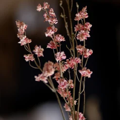 Delphinium Bund