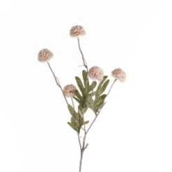 Kornblume beige