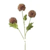 Kornblume Mocca