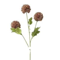 Kornblume Mocca