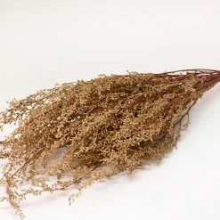 Lepidium Bund