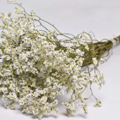 Limonium Sinensis Bund