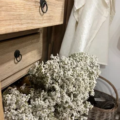 Limonium Sinensis Bund