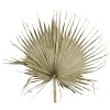 Palmblatt