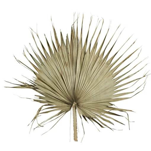 Palmblatt