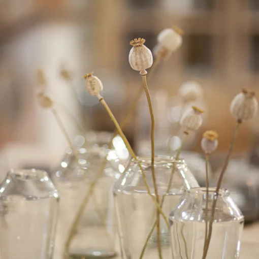 Papaver Bund