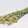 Phalaris Bund