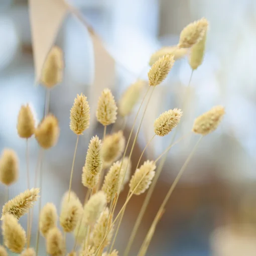 Phalaris Bund