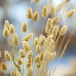Phalaris Bund