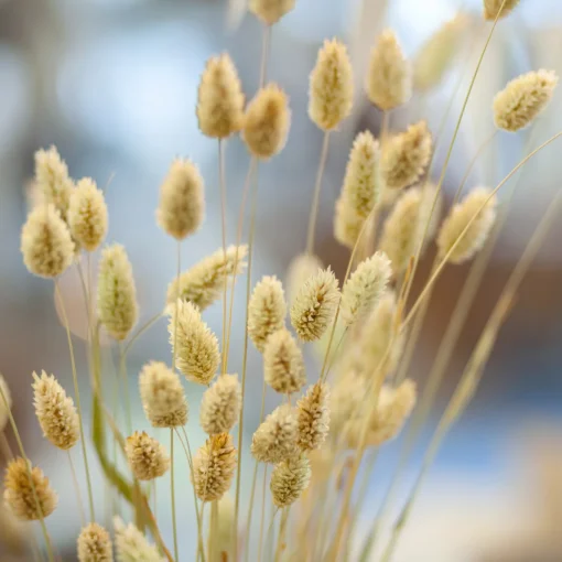 Phalaris Bund