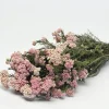 Reisblüten Bund