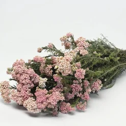 Reisblüten Bund