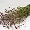 Sanguisorba Bund