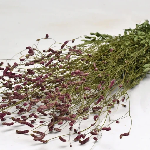 Sanguisorba Bund
