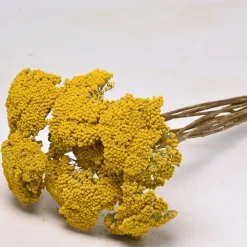 Schafgarbe Bund