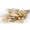 Silberblatt Lunaria Bund