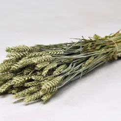 Weizen Bund